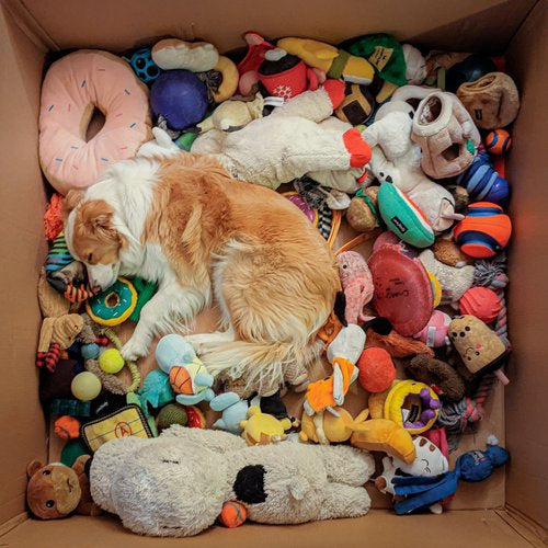 Miso sleeps on his side in a big box amongst his toys